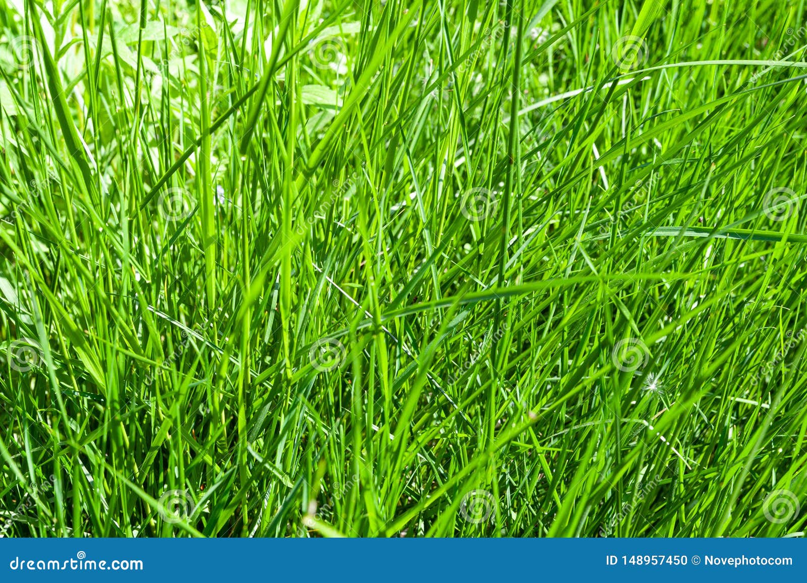 Green High Thick Grass Background Stock Photo - Image of healthy, greenery:  148957450