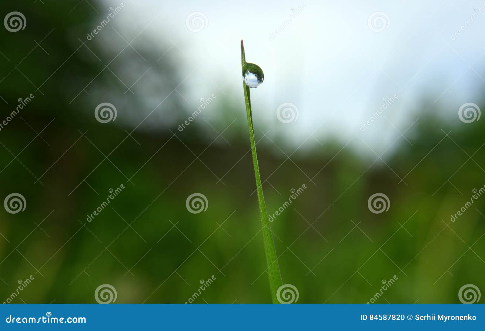 Green Grass with Big Water Drop on Top Stock Photo Image of leaf