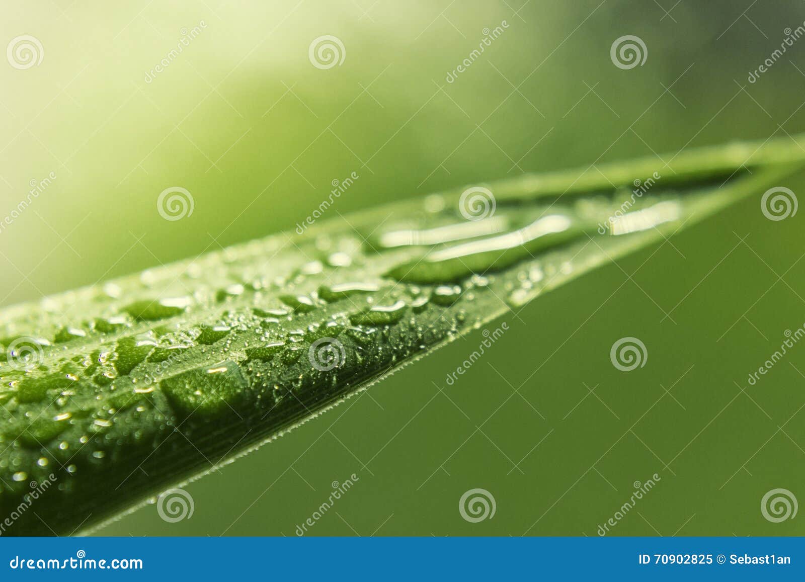 Green Grass Blade Water Drop Stock Image Image of blade, grass 70902825