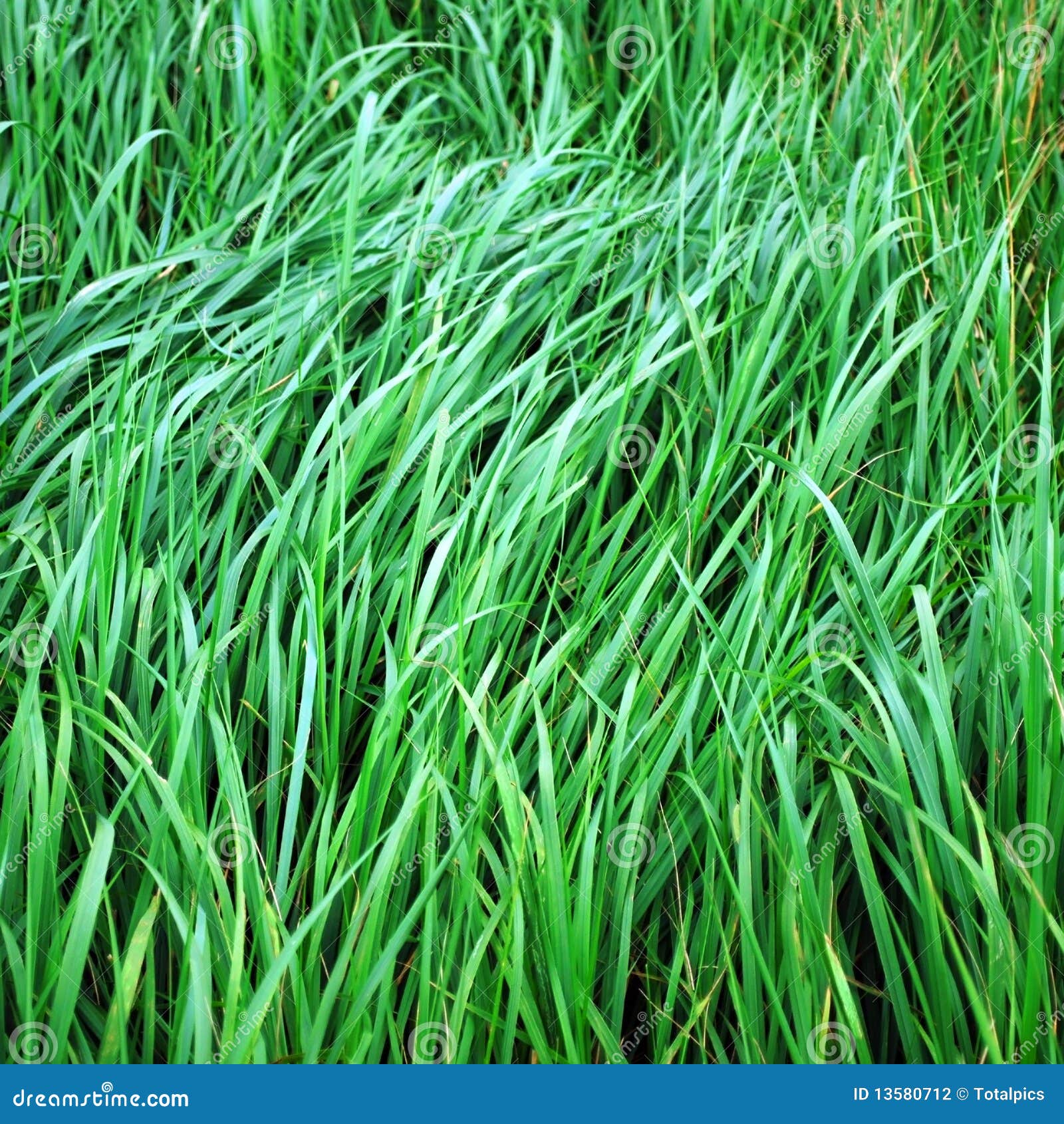 Green grass blades stock photo. Image of texture, blade 13580712