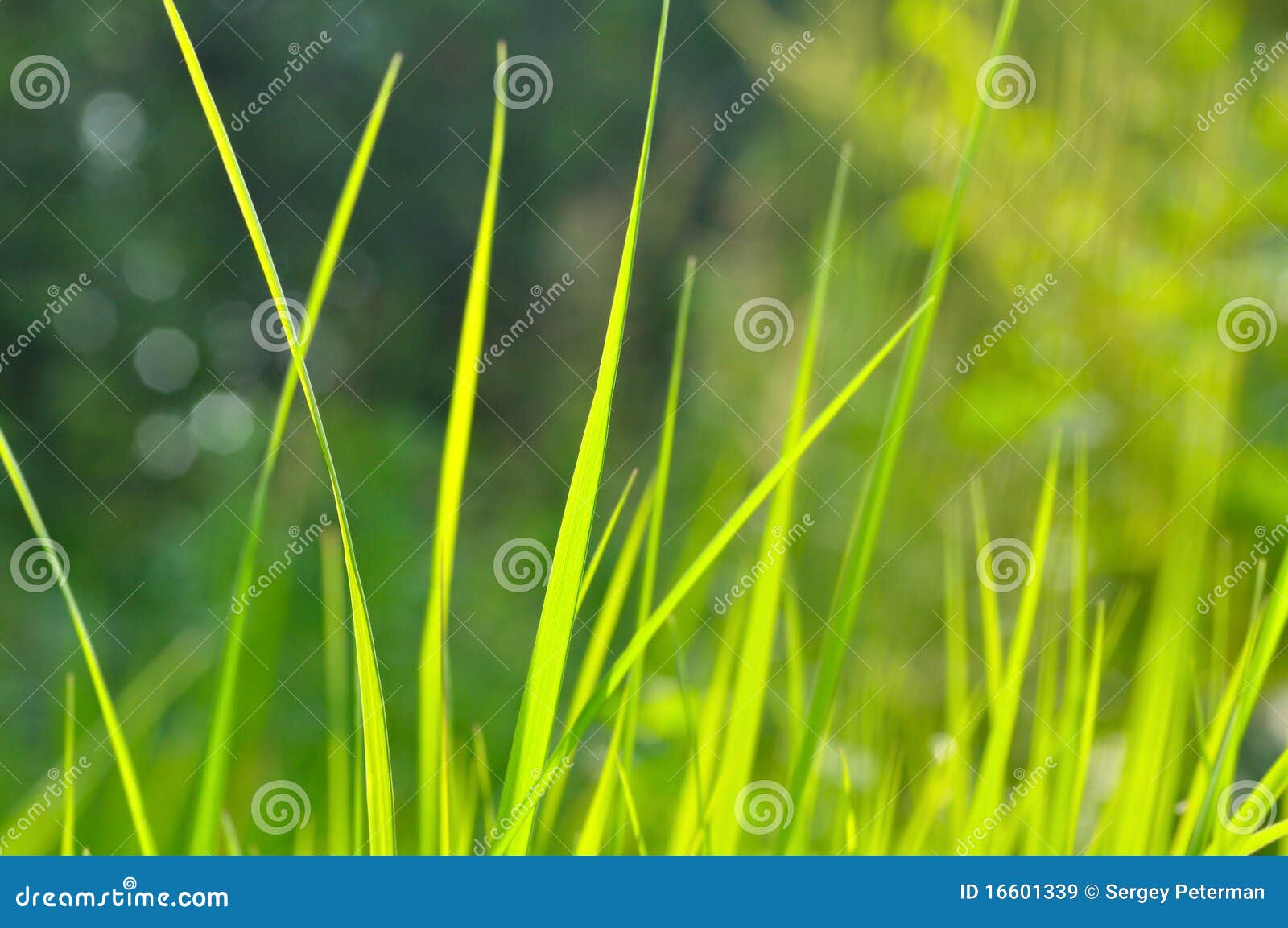 Green grass blades stock image. Image of bright, leaf 16601339