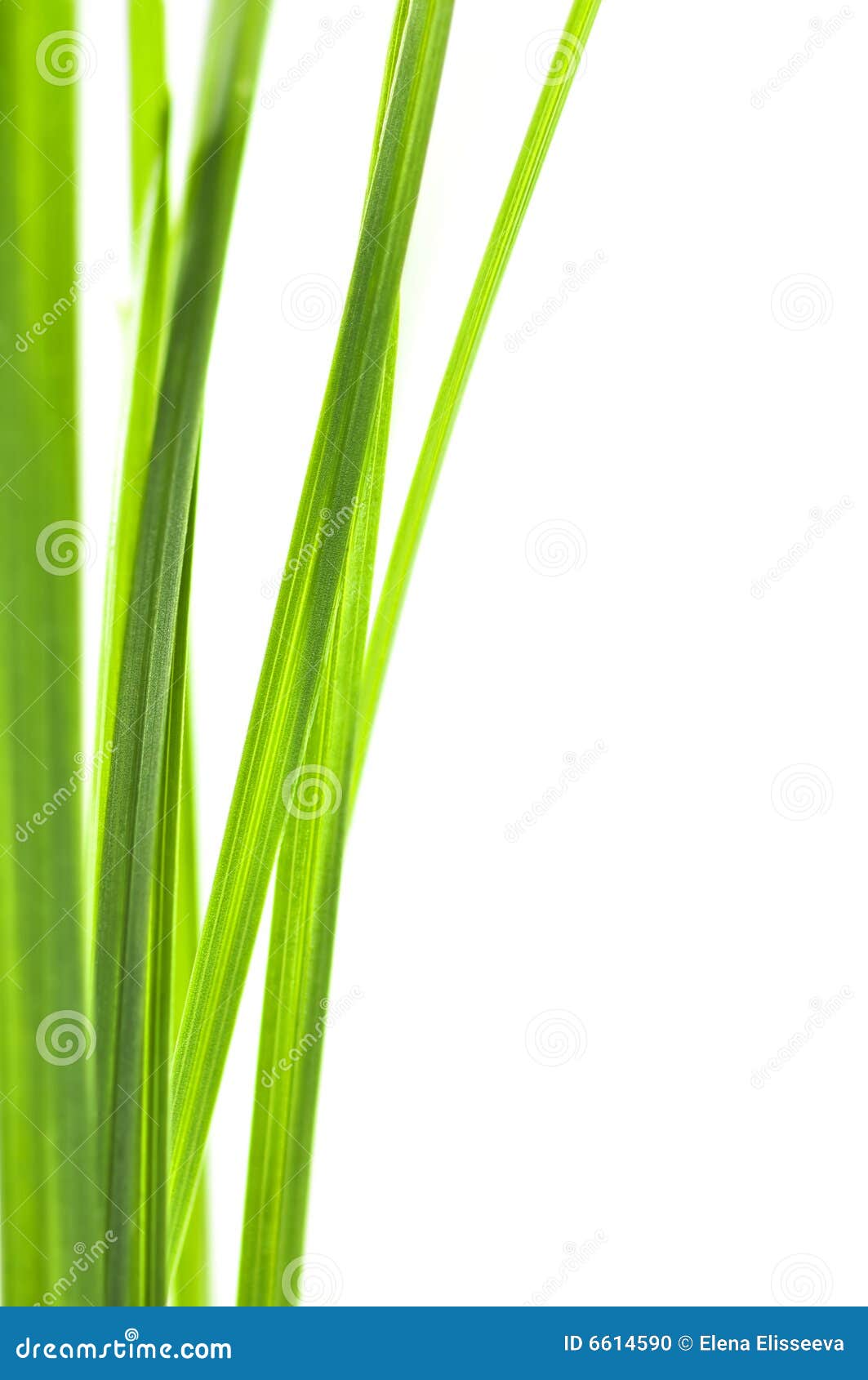 Green grass blades stock photo. Image of detail, young 6614590