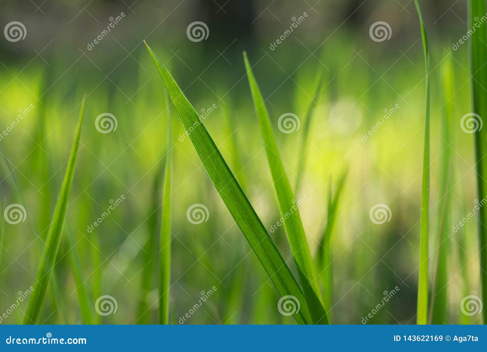 Green Grass Blades Macro Selective Focus Stock Image Image of blades