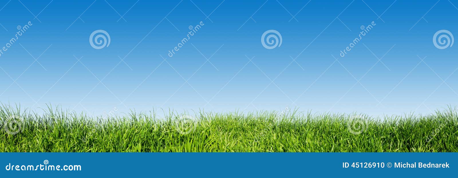 green grass on blue clear sky, spring nature panorama