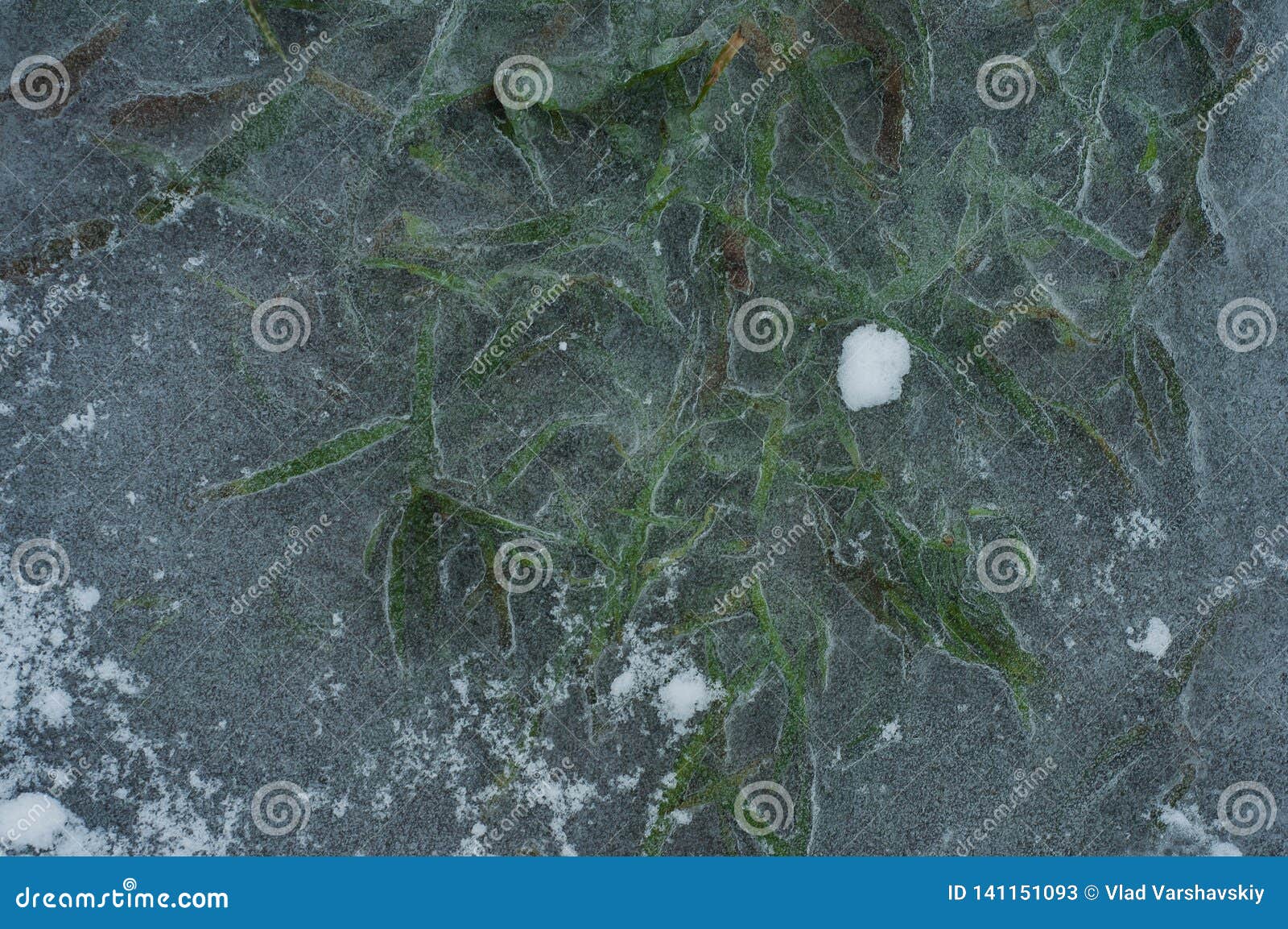 Green Grass Breaks Out in Winter Stock Image Image of thirst, greens