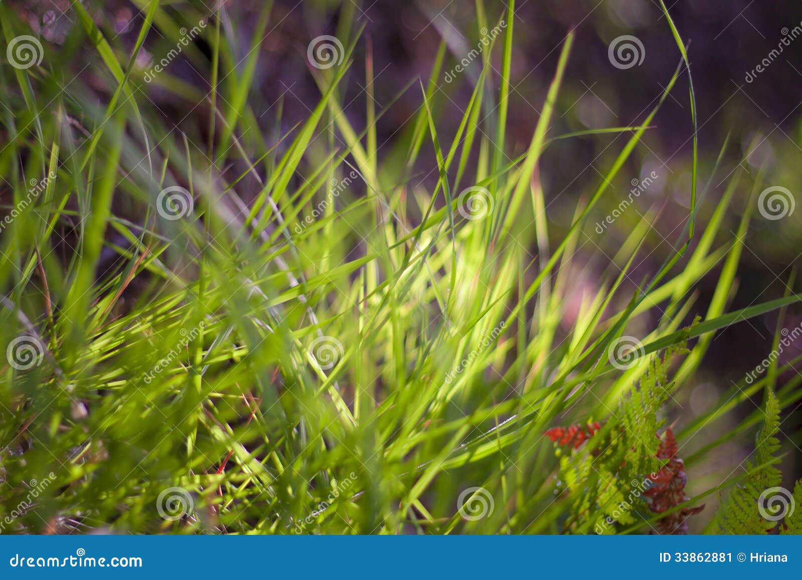 Green grass bush stock image. Image of plant, lawn, summer 33862881