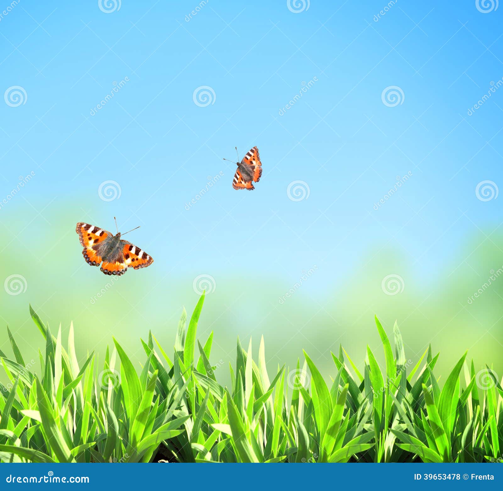 Green Grass and Butterflies Stock Photo - Image of scene, spring: 39653478