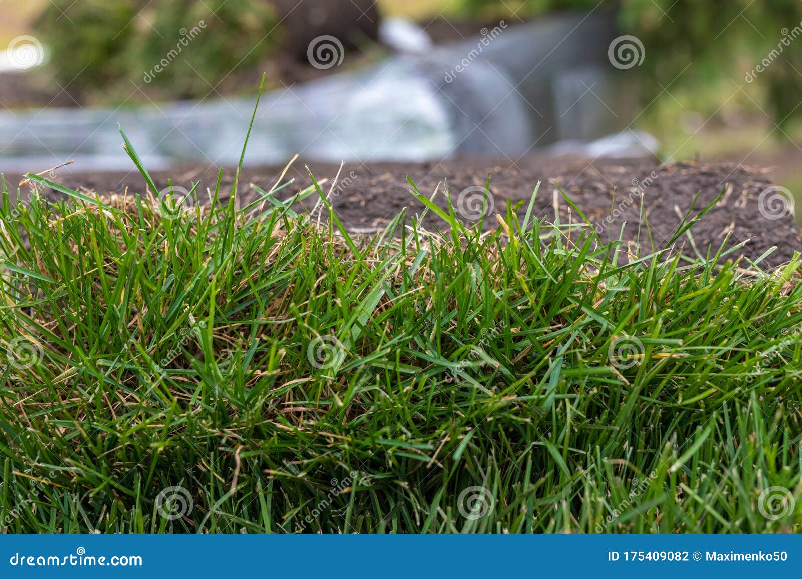 Green Grass Carpet in Roll for Lawn. Stack of Turf Grass Rolls for