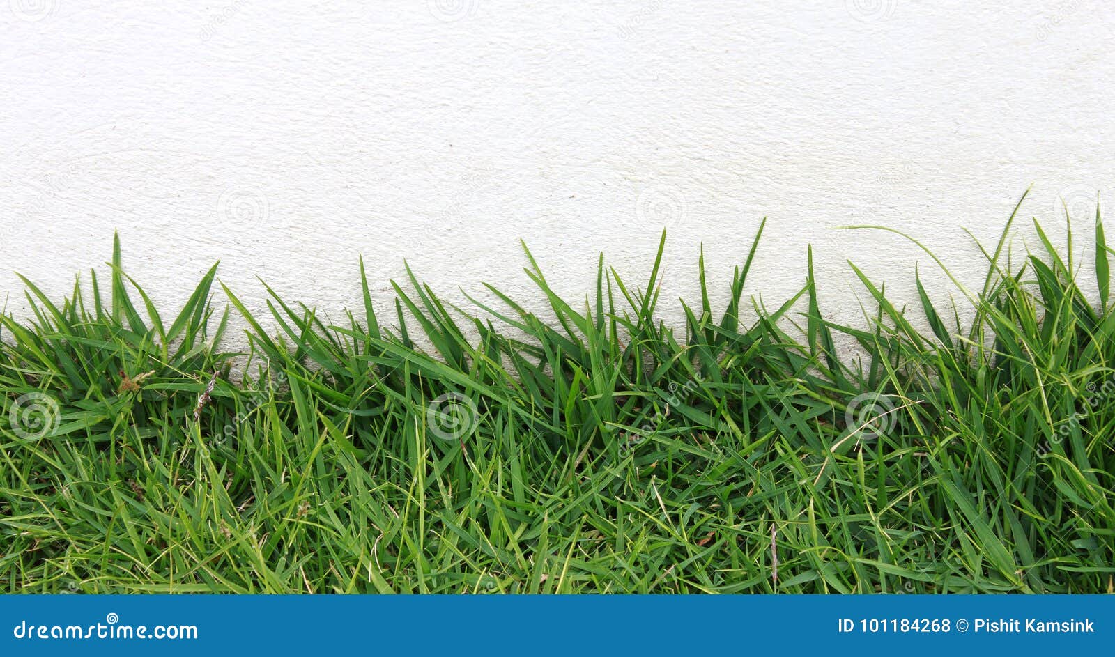 Green Grass on Cement Background Stock Photo Image of artificial
