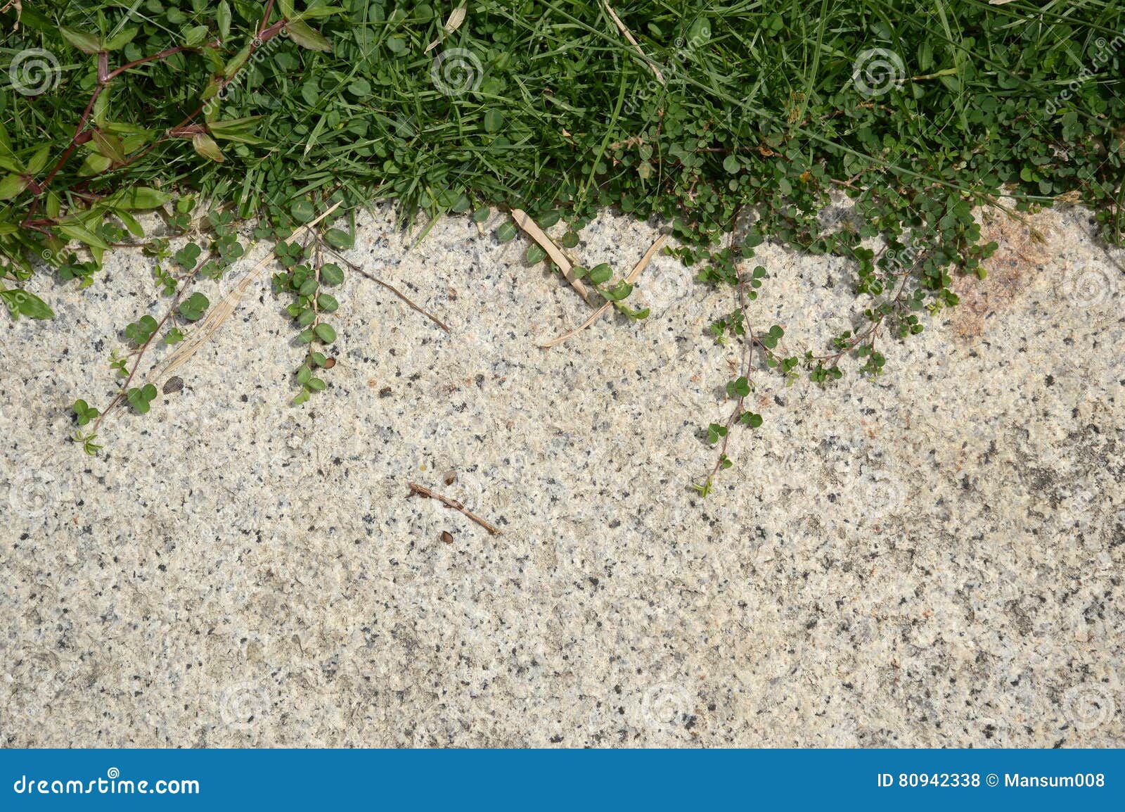Green Grass on Cement Floor Stock Photo Image of outdoor, vine 80942338