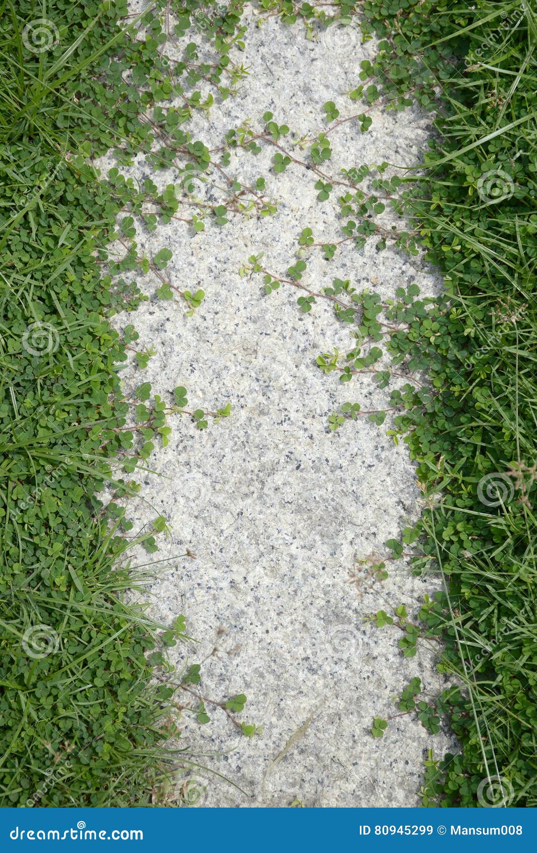 Green Grass on Cement Floor Stock Image Image of nature, weed 80945299
