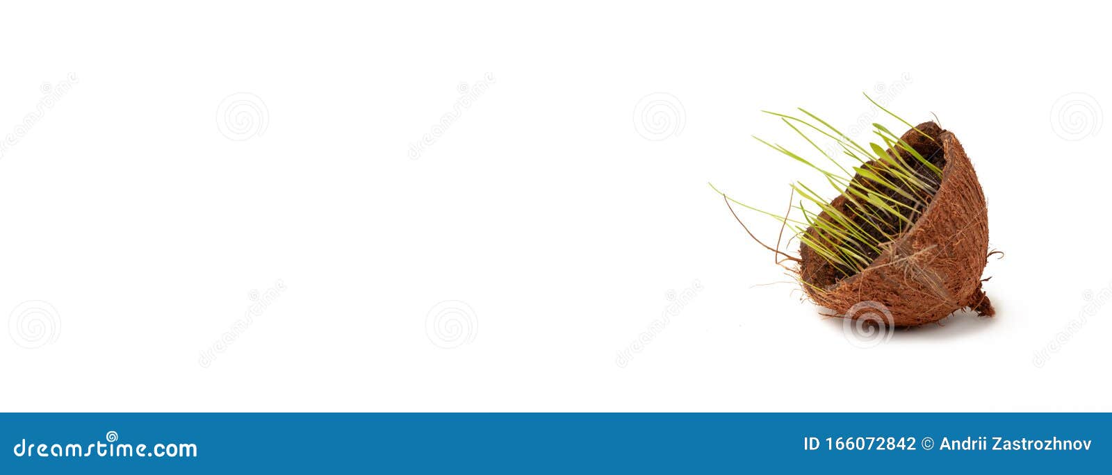 Green Grass in a Coconut. Green Nature and Ecology, Concept Stock Photo
