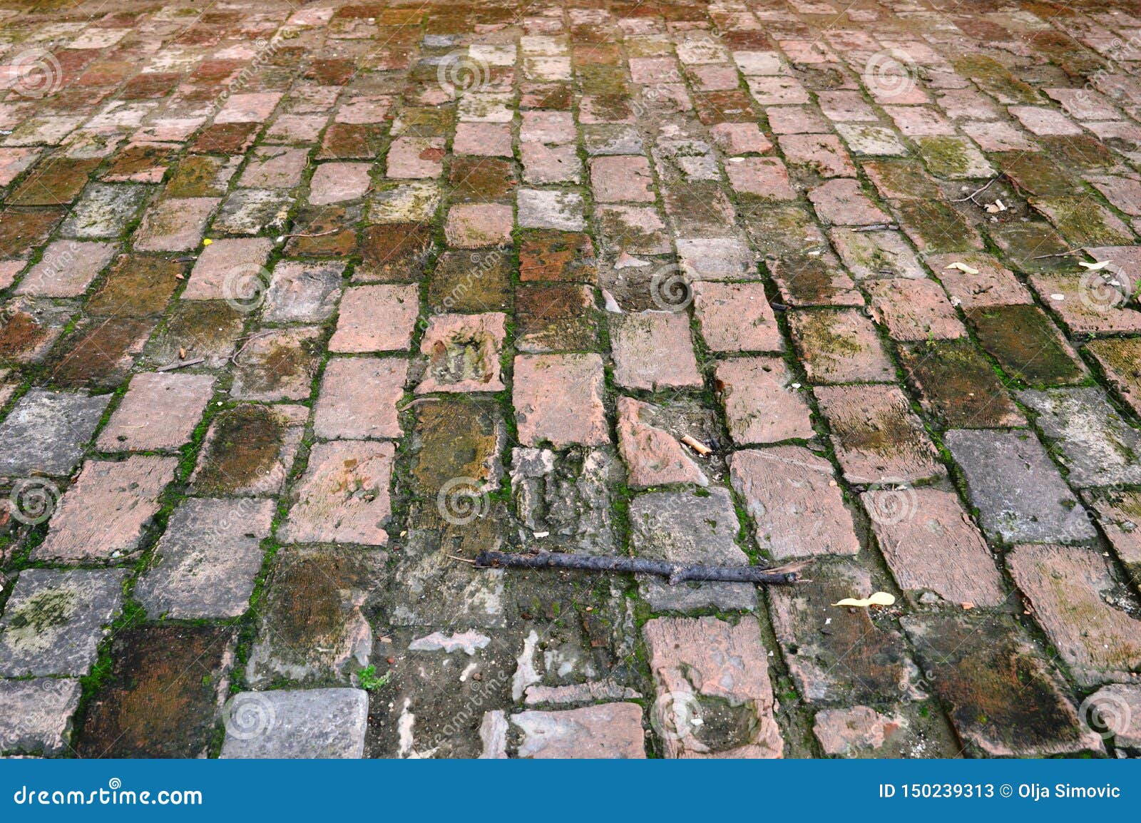 Grass between the Concrete Slab Stock Image Image of texture, grass 150239313