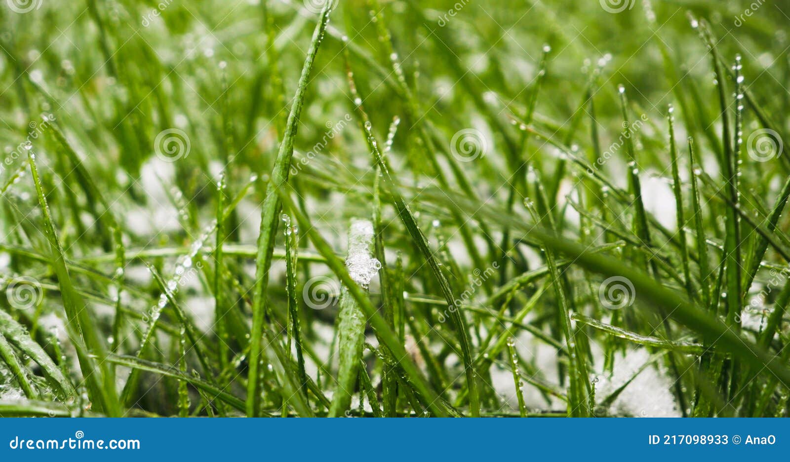 Green Grass Covered by the First Snow on Lawn. Green Grass Sprouts from