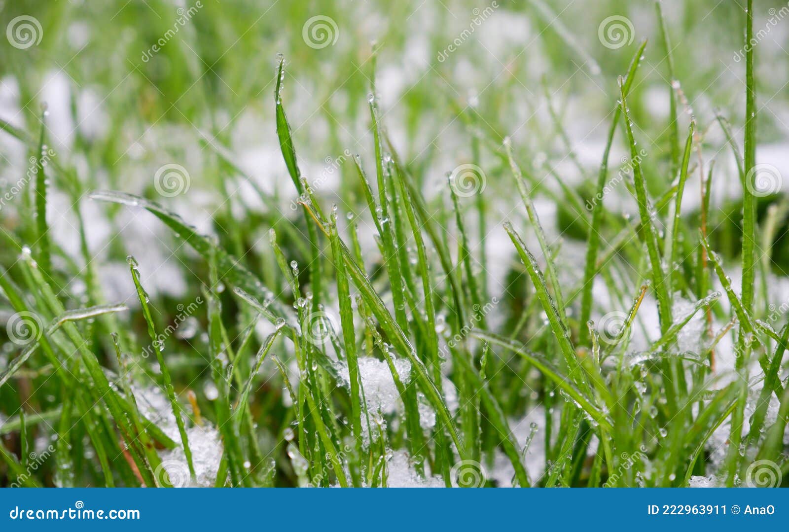 Green Grass Covered by the First Snow on Lawn. Green Grass Sprouts from