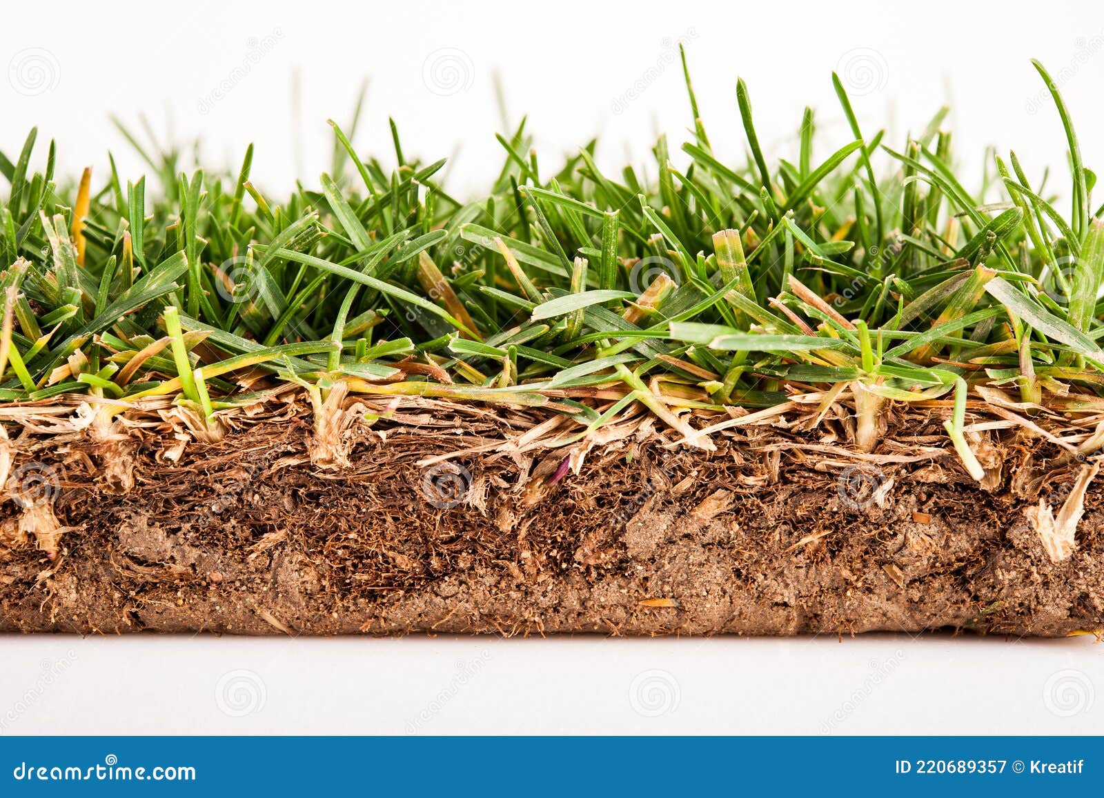 Green Grass in Cross Section Stock Image Image of isolated, cross