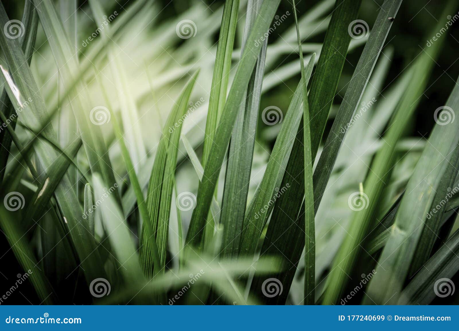 green grass detailed macro shot