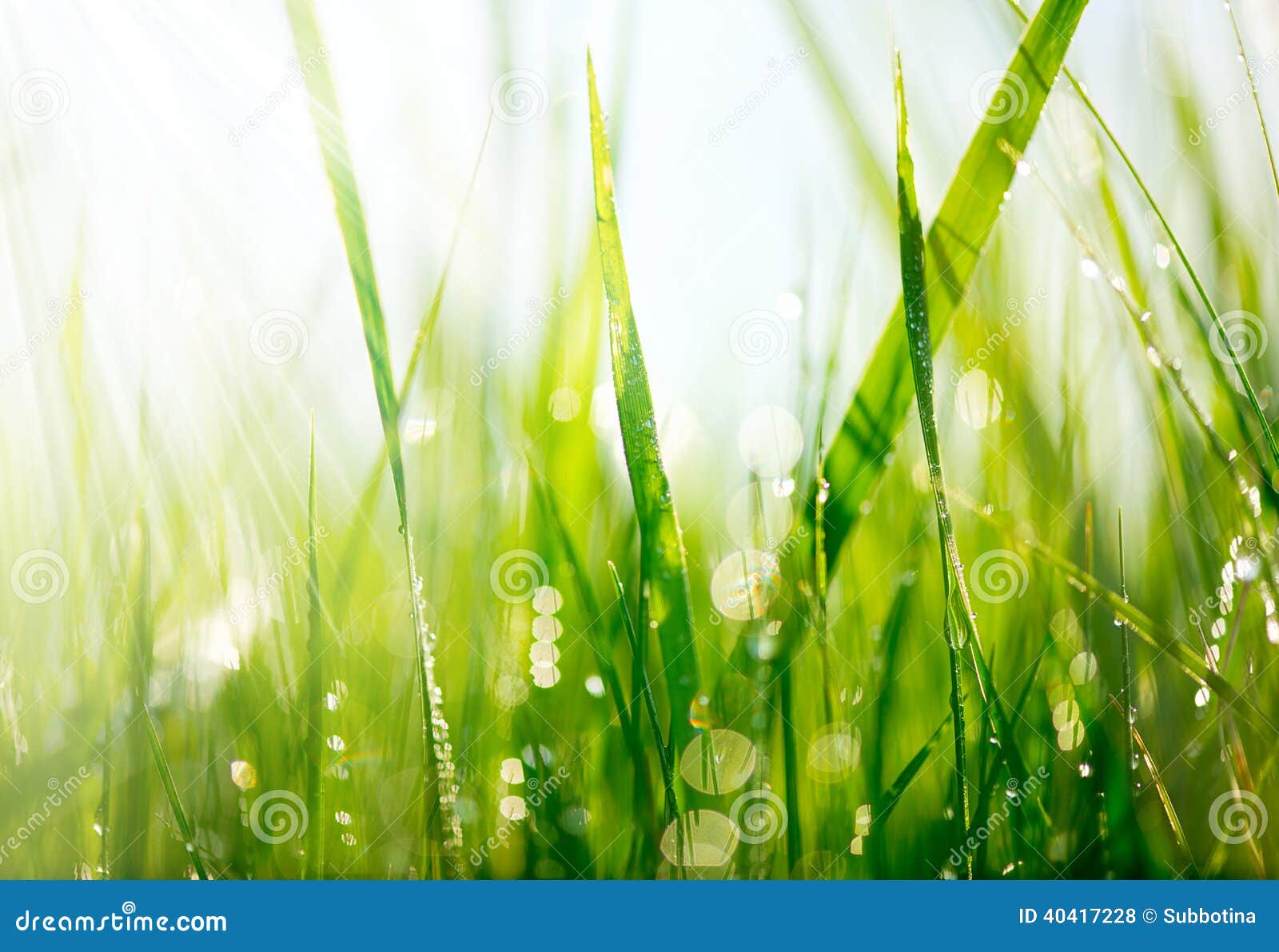 Green grass with dew drops stock photo. Image of freshness - 40417228