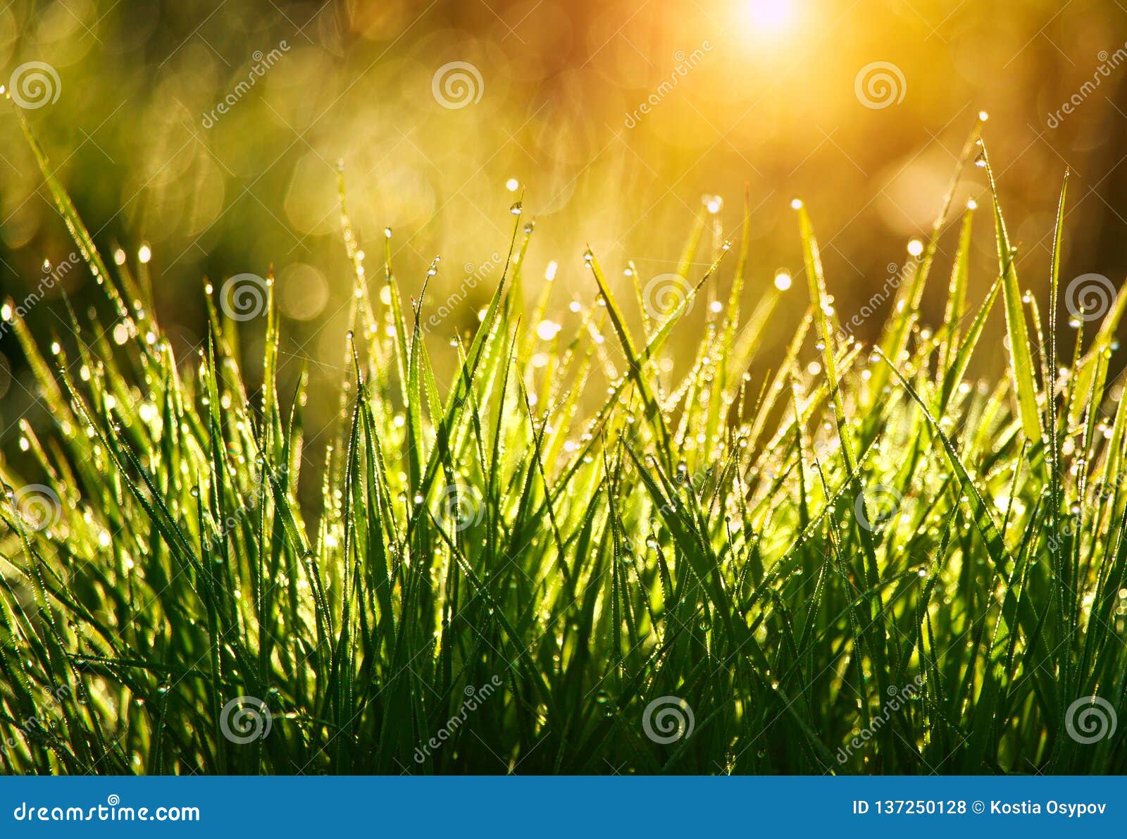 green grass with drops of dew at sunrise in spring in sunlight background beauty of nature awakening vegetation