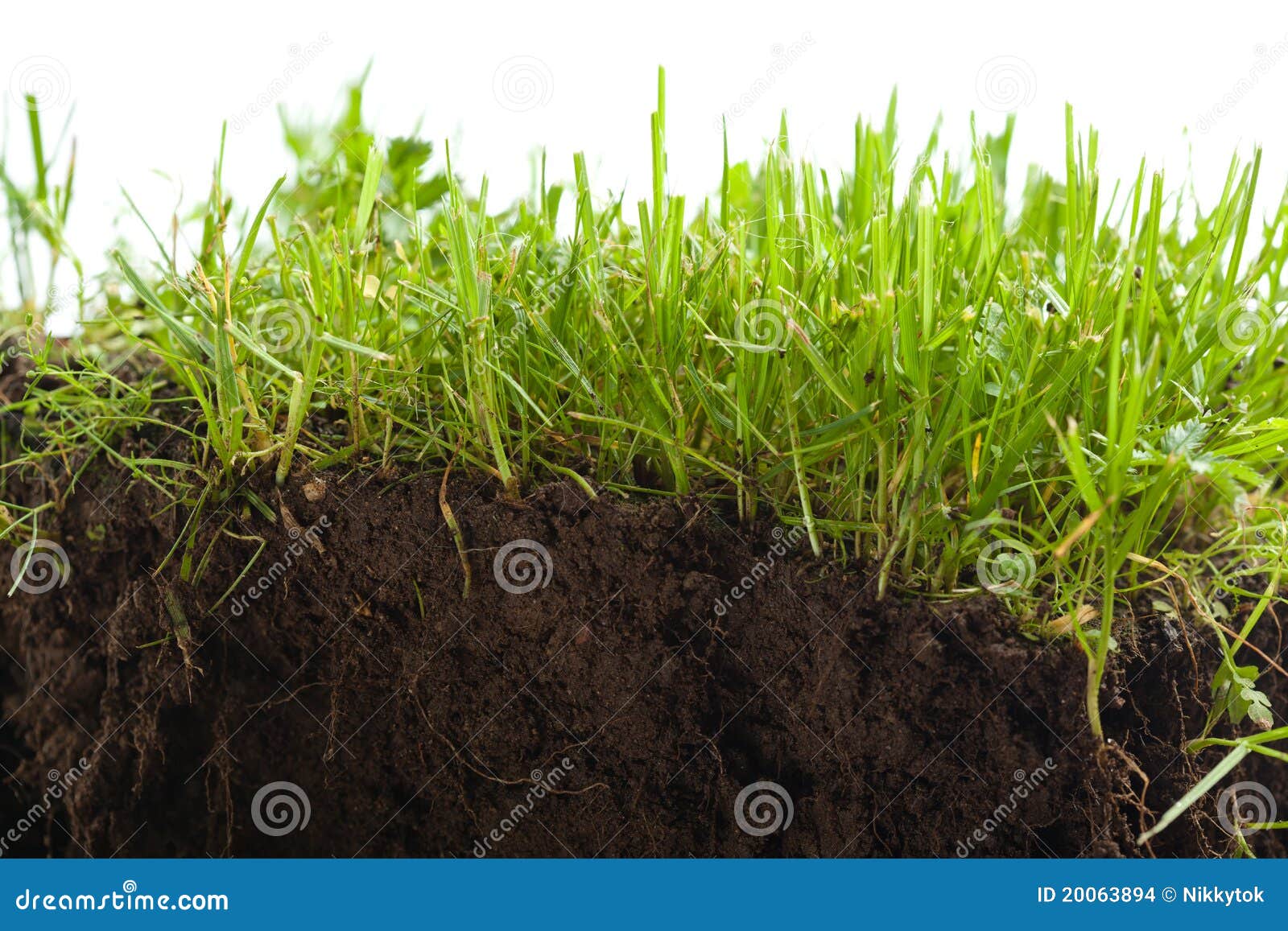 Green Grass with Earth Crosscut Stock Photo Image of root, white