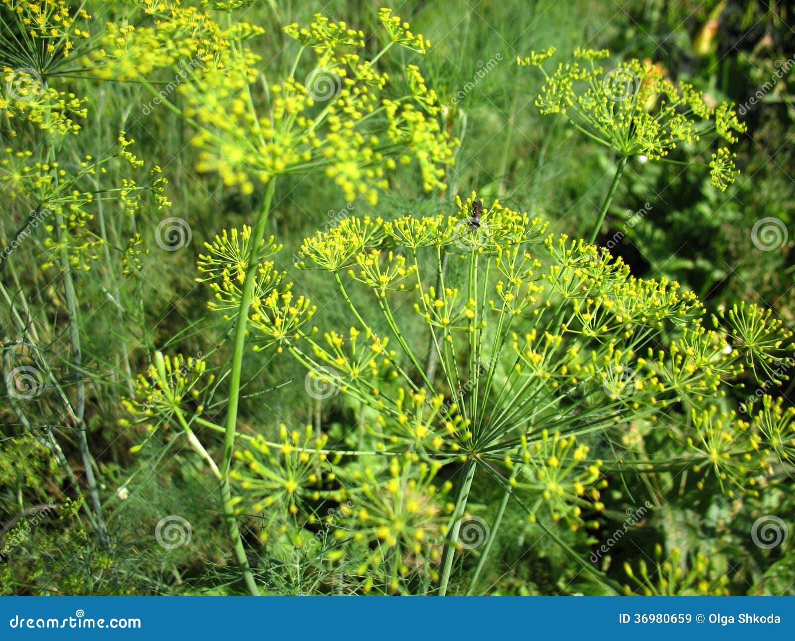 Green grass of fennel stock image. Image of summer, meadow 36980659