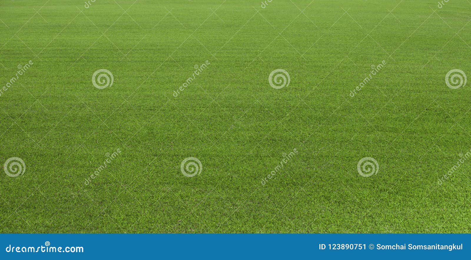 green grass field, green lawn. green grass for golf course, soccer, football, sport. green turf grass texture and background for d