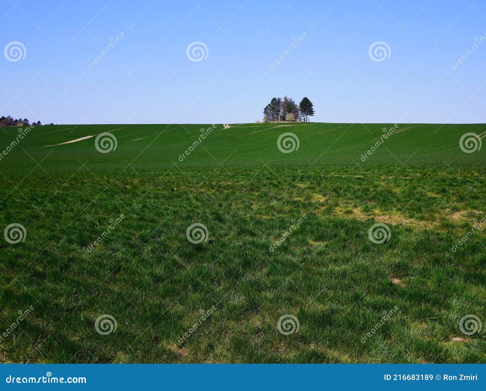 green grass field with lonlely trees in a a summer spring sunny day