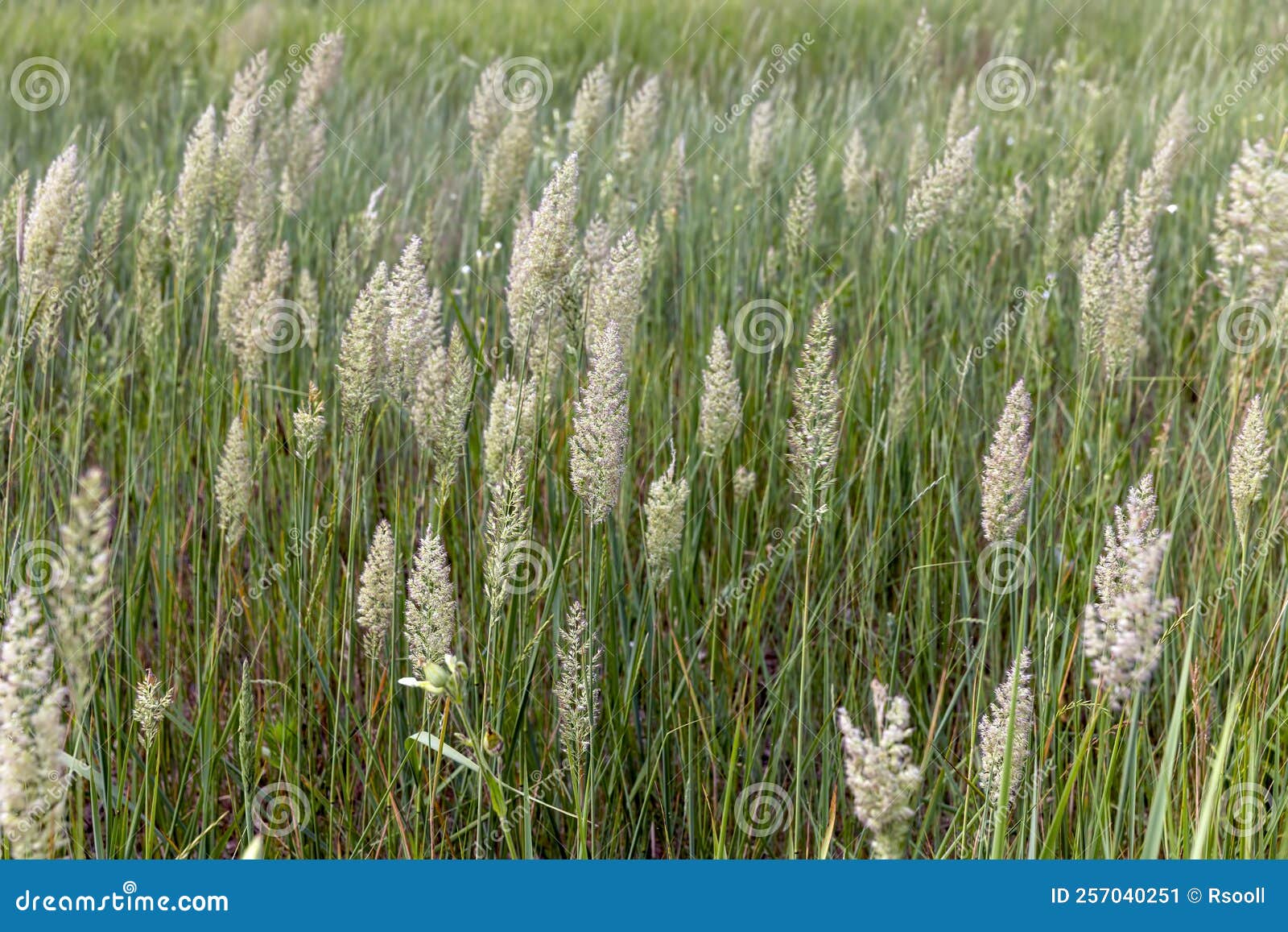 Green Grass in a Field in the Summer, a Field with Stock Image Image