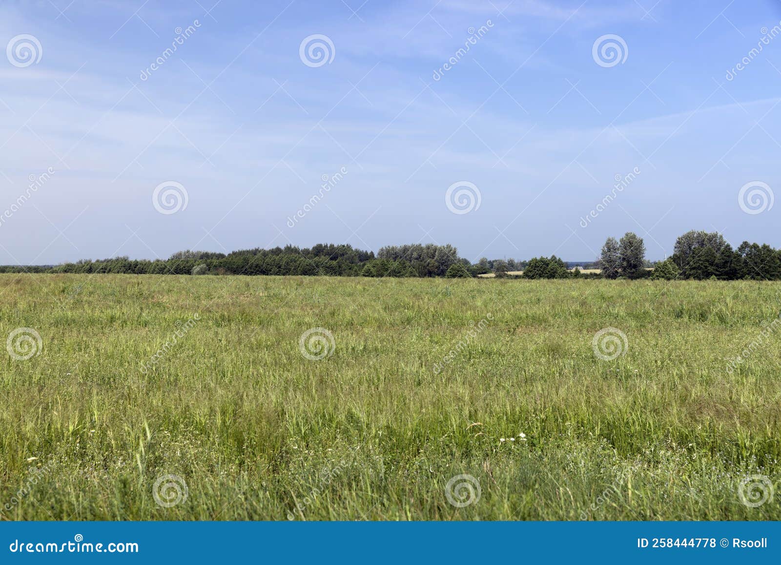 Green Grass in a Field in the Summer, a Field with Stock Photo Image
