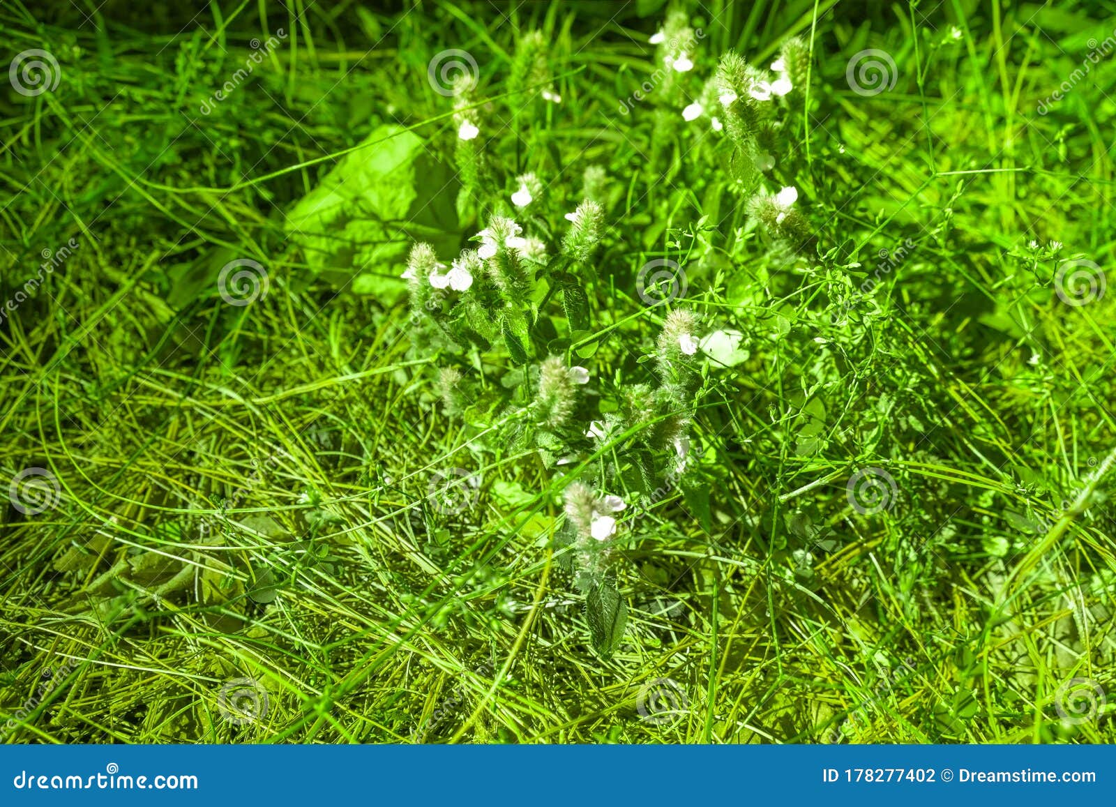 zoom virtual background grass download zoom virtual background grass download