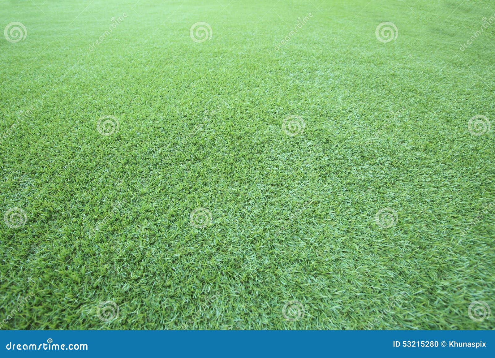 Green Grass Floor Use As Natural Background,backdrop And Texture Stock
