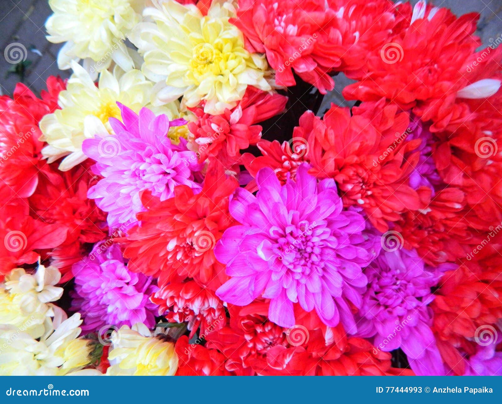 GREEN GRASS flowers stock image. Image of stems, blue 77444993