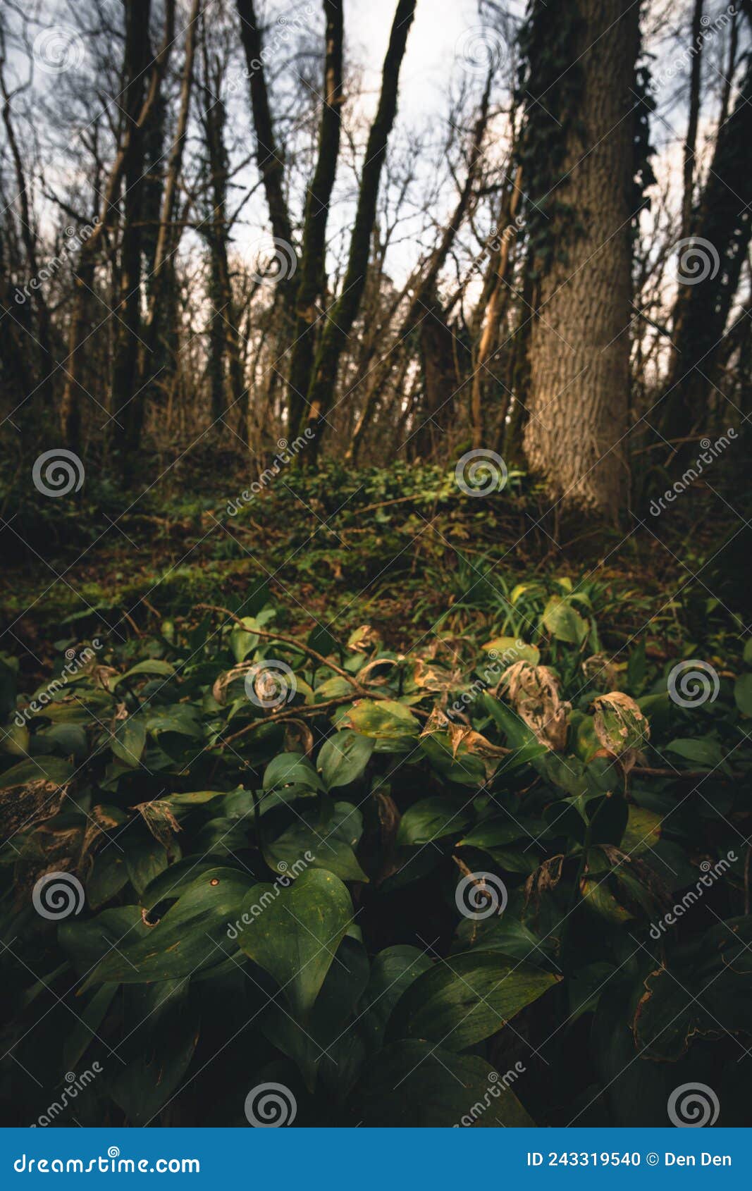 Green Grass on a Forest Background Stock Photo Image of woodland