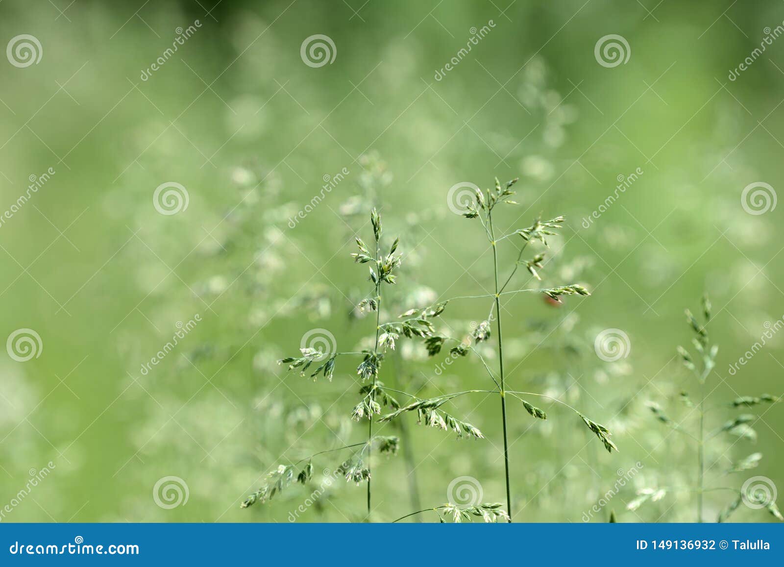 Green Grass in the Forest. Grass Background Stock Photo Image of