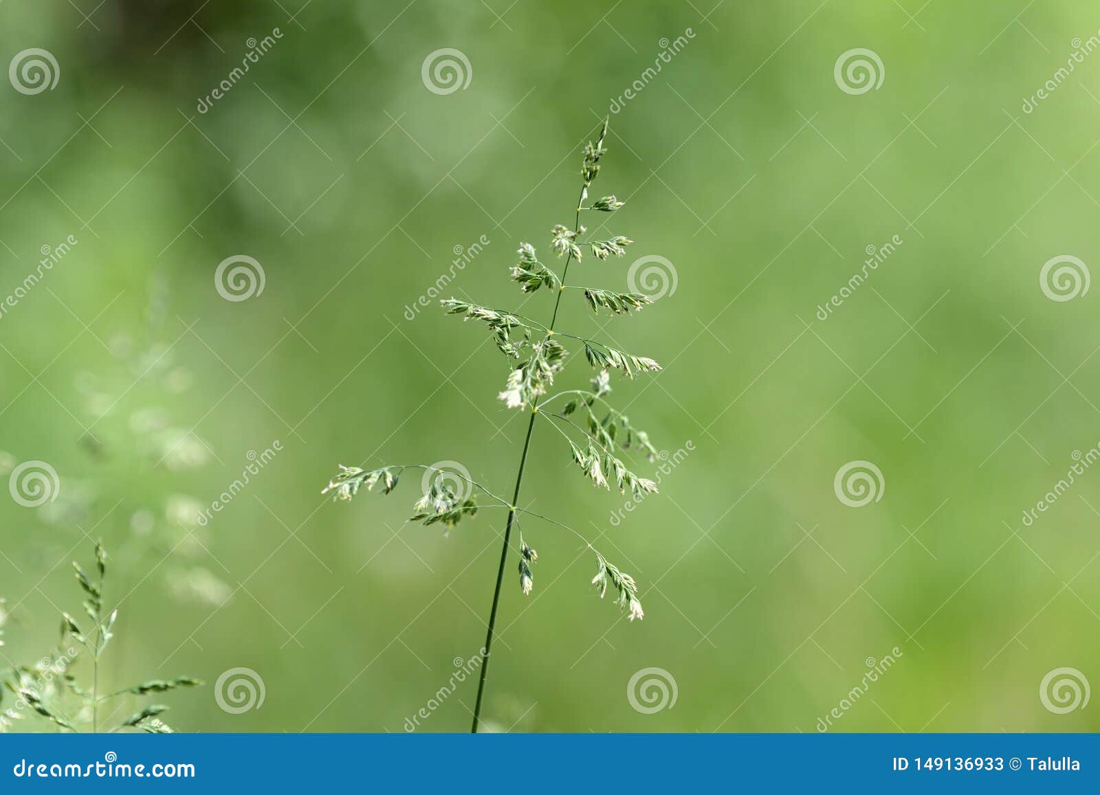Green Grass in the Forest. Grass Background Stock Image Image of