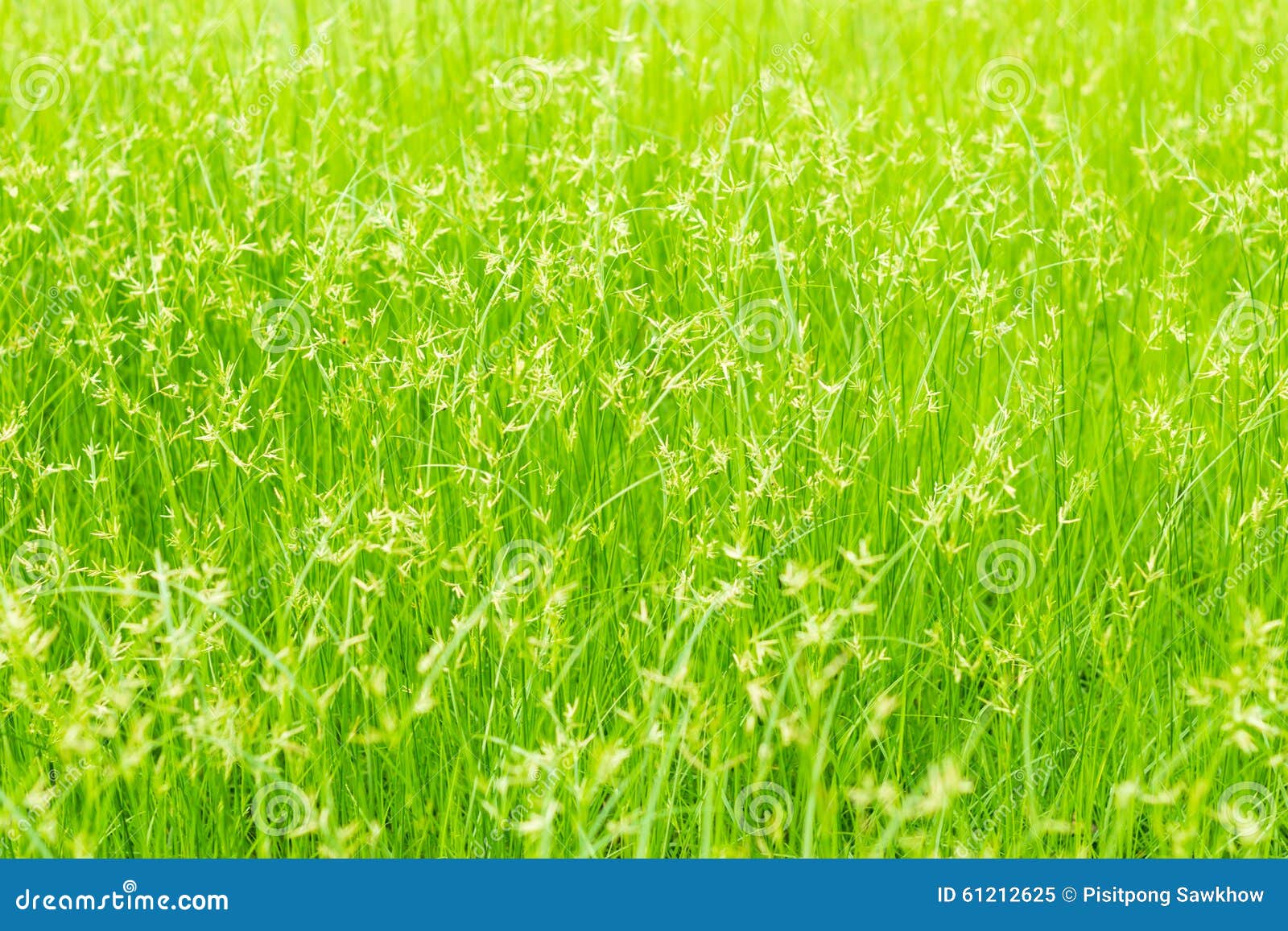 Green grass stock image. Image of freshness, meadow, grows 61212625