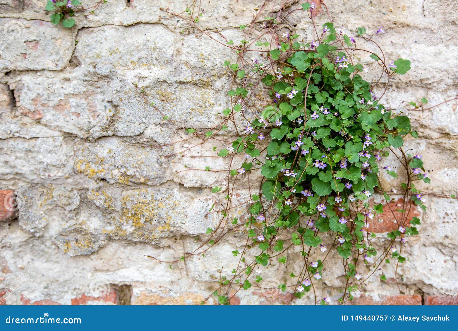 Green Grass Grows on a Stone Wall Stock Image Image of aged, grunge