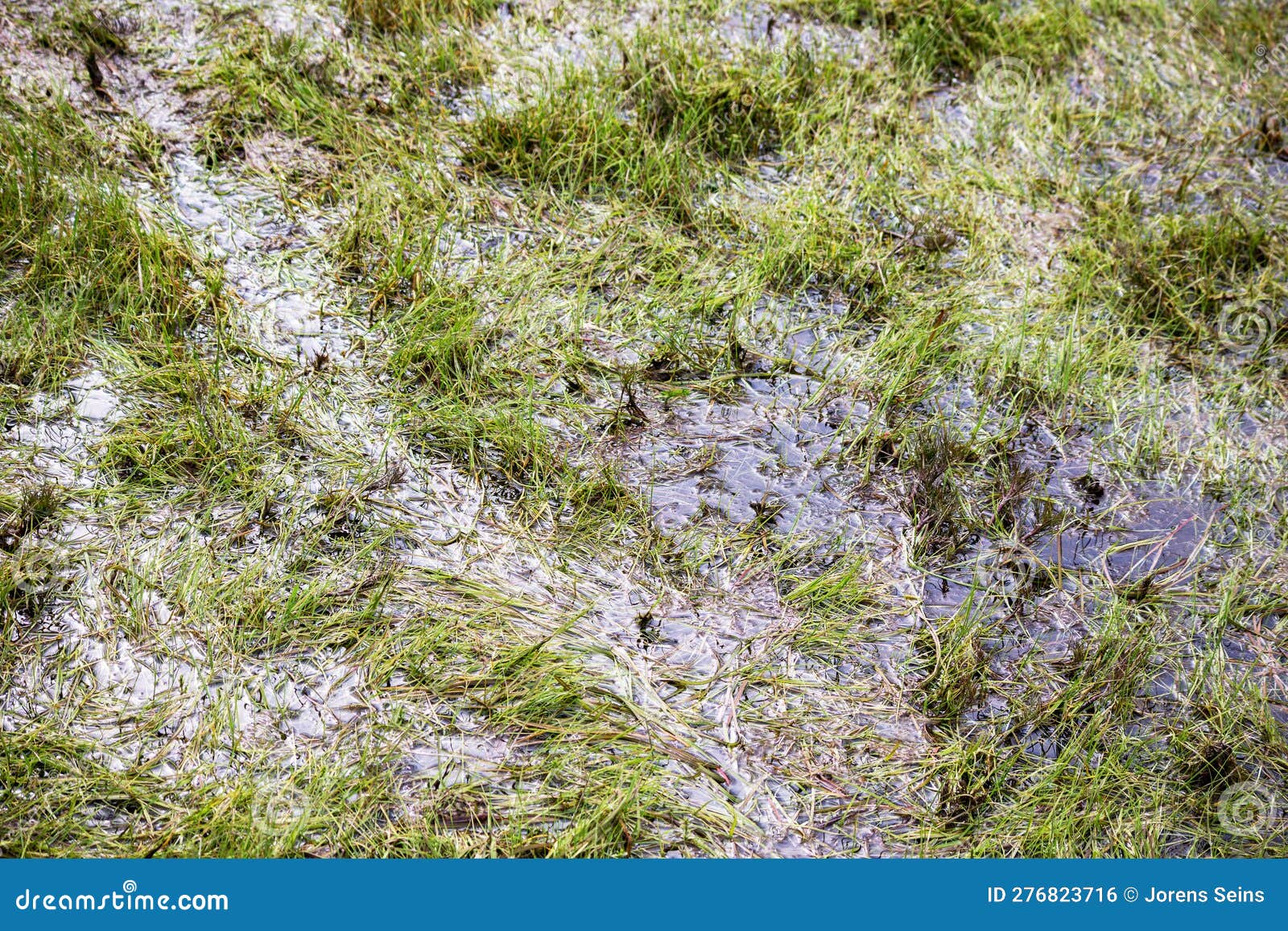 Green Grass after Heavy Rains Stock Photo Image of green, heavy