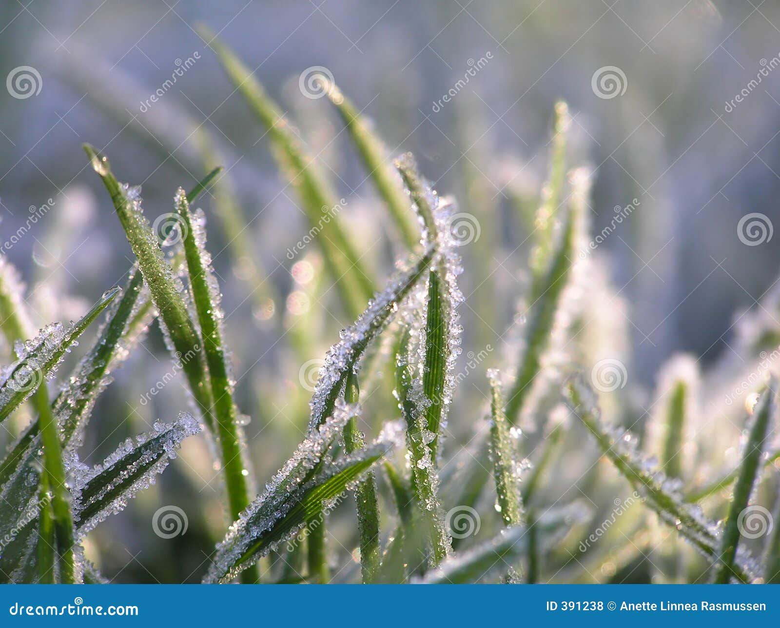 green grass with ice crystals