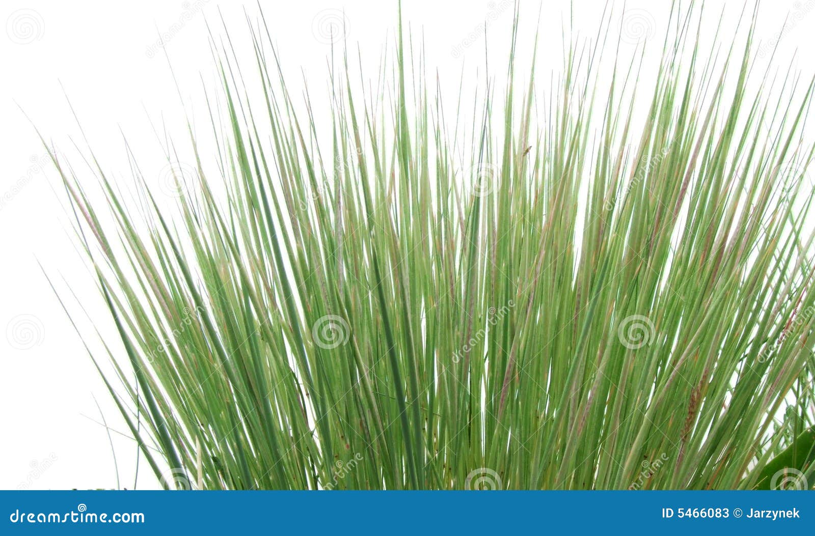 Clear grass. Пучок травы. Трава на белом фоне. Трава на прозрачном фоне. Пучок травы на прозрачном фоне.