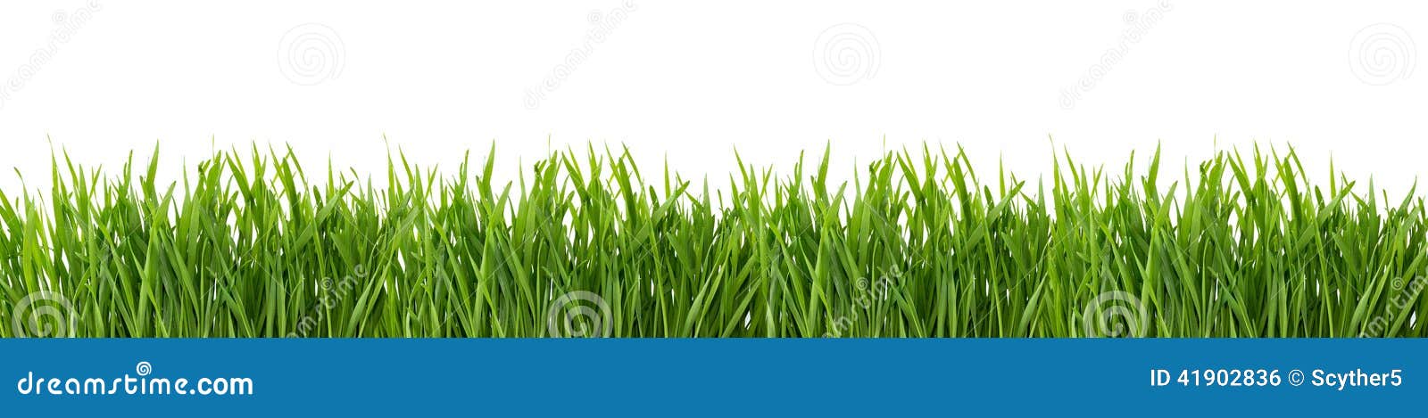 green grass  on white background.