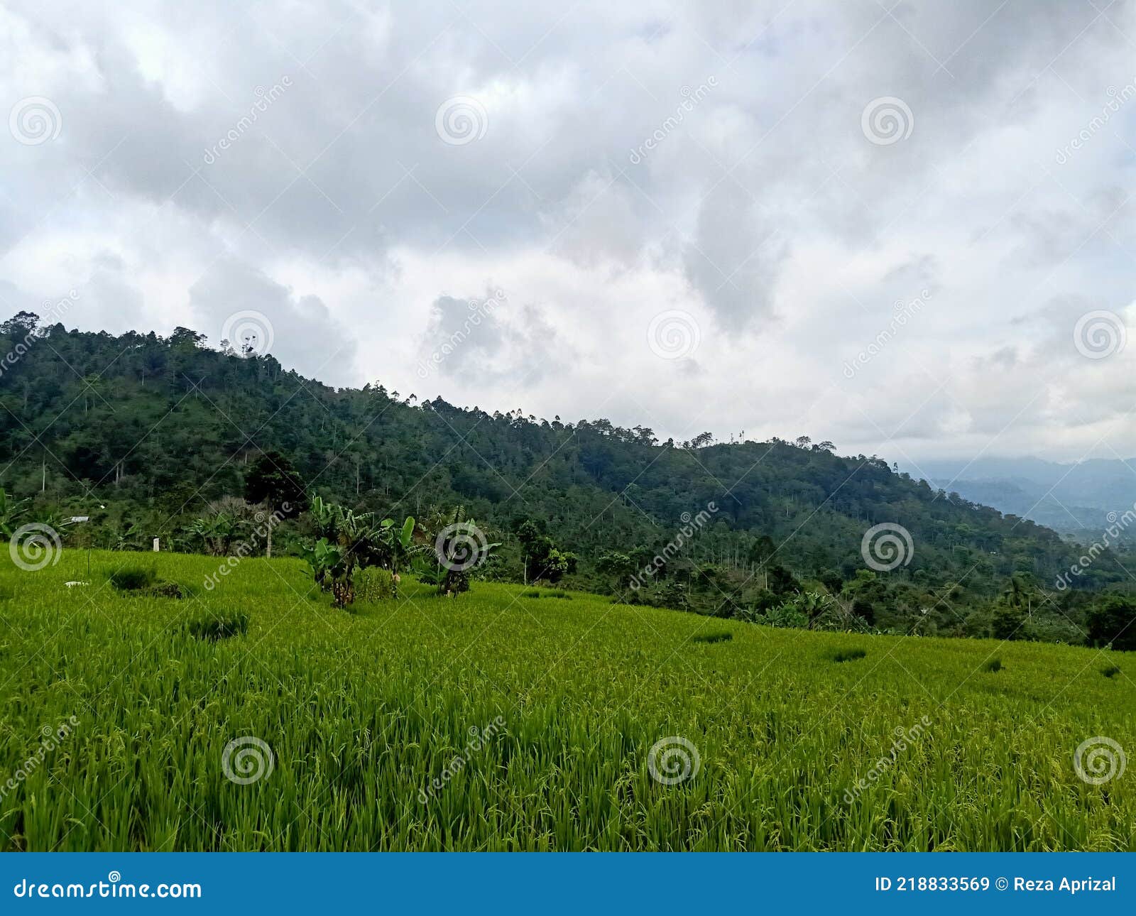 Green Grass Land from Paradise in Earth Stock Image Image of prairie