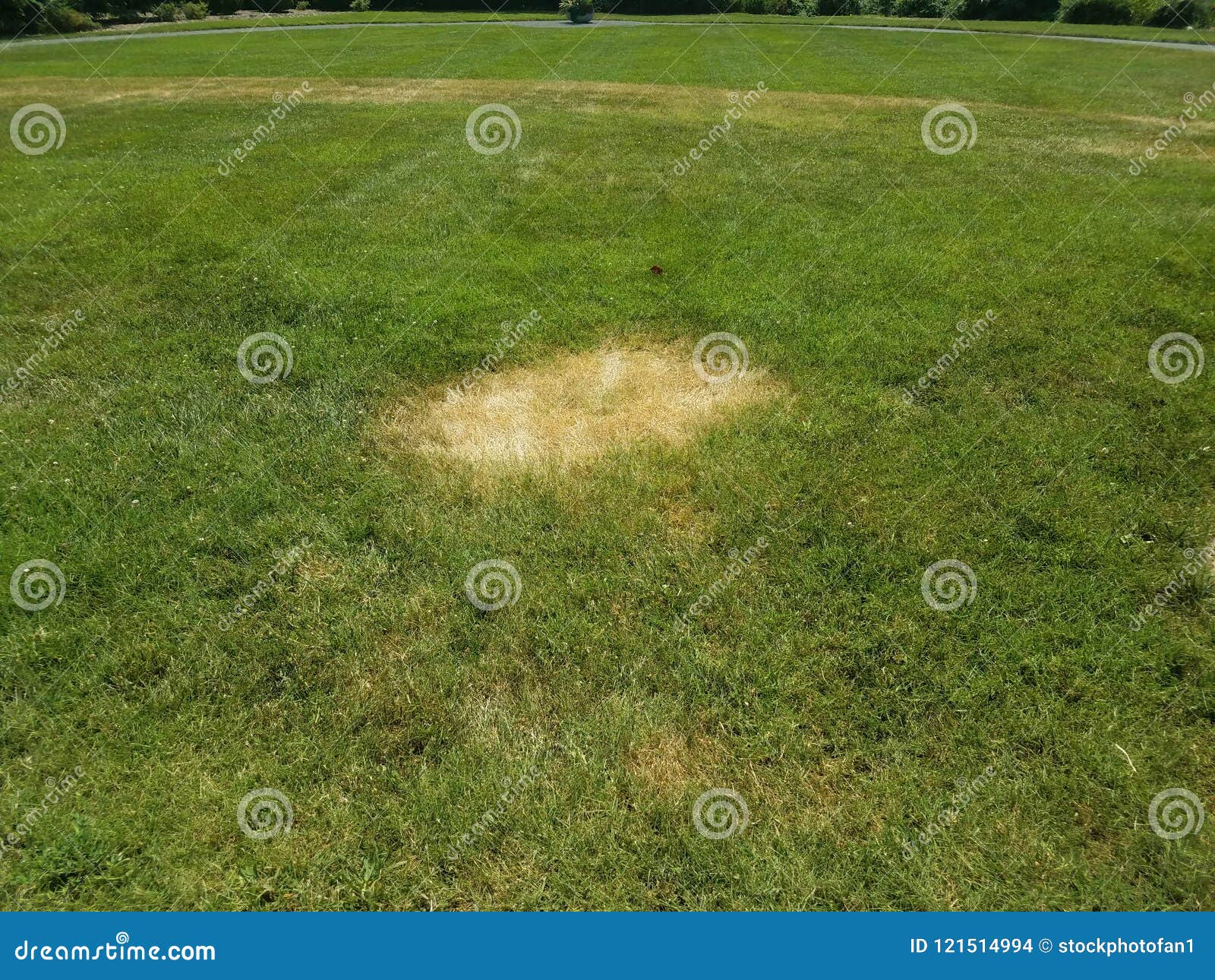 Green Grass Lawn with Dead Brown Patches Stock Photo Image of green
