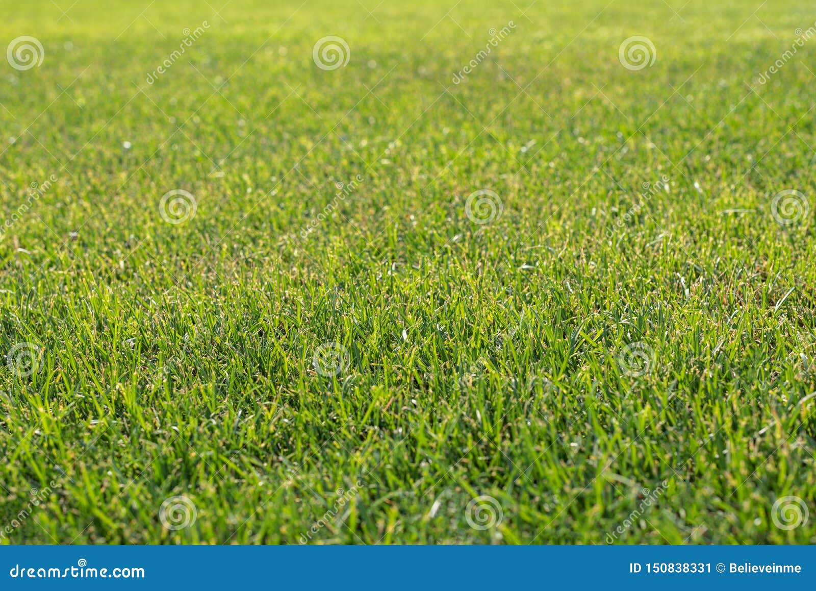 Green Grass Lawn Or Football Field. Stock Image - Image of ...