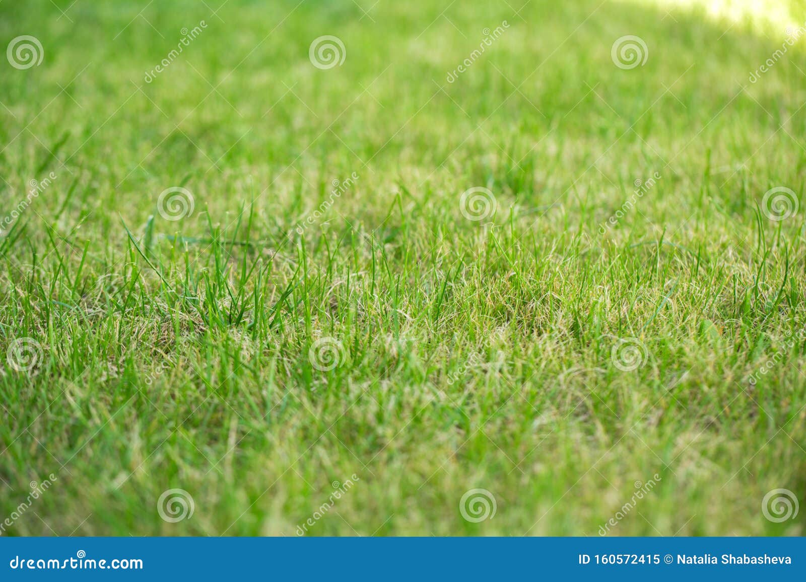 Green Grass, Lawn Mowed. Background Stock Image - Image of closeup