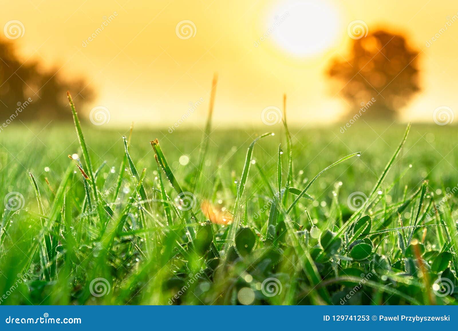 green grass leafs with morning dew drops at sunrise.