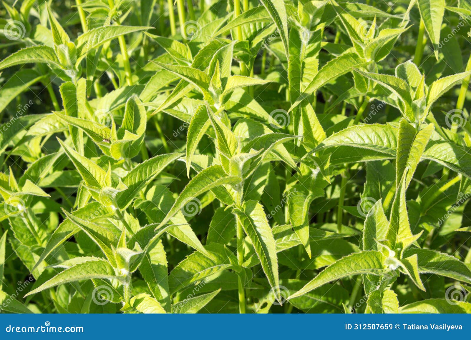 green grass and leaves of monarda fistulosa plant. summer floral background.