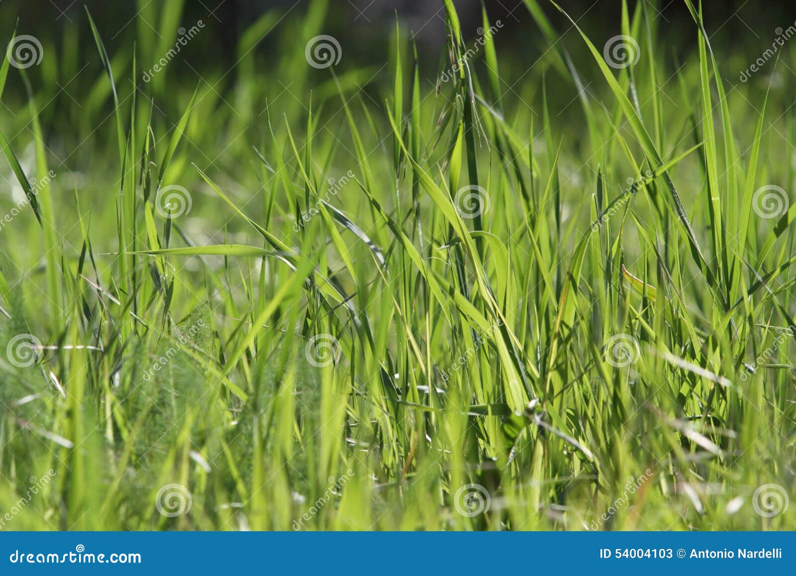 Green grass stock image. Image of green, grass, plant 54004103