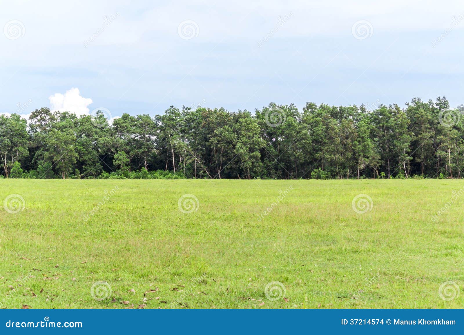 Green grass on meadow stock photo. Image of landscape 37214574