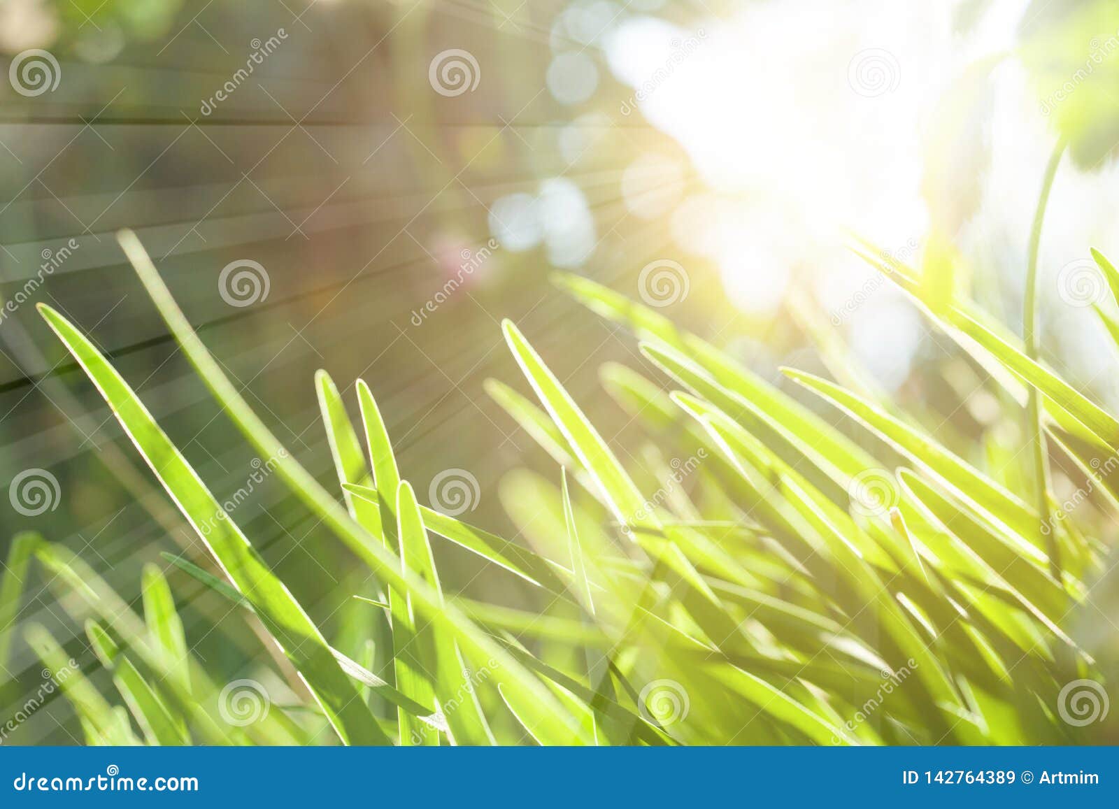 Green Grass with Natural Abstract Soft Sunny Light. Green Lush ...